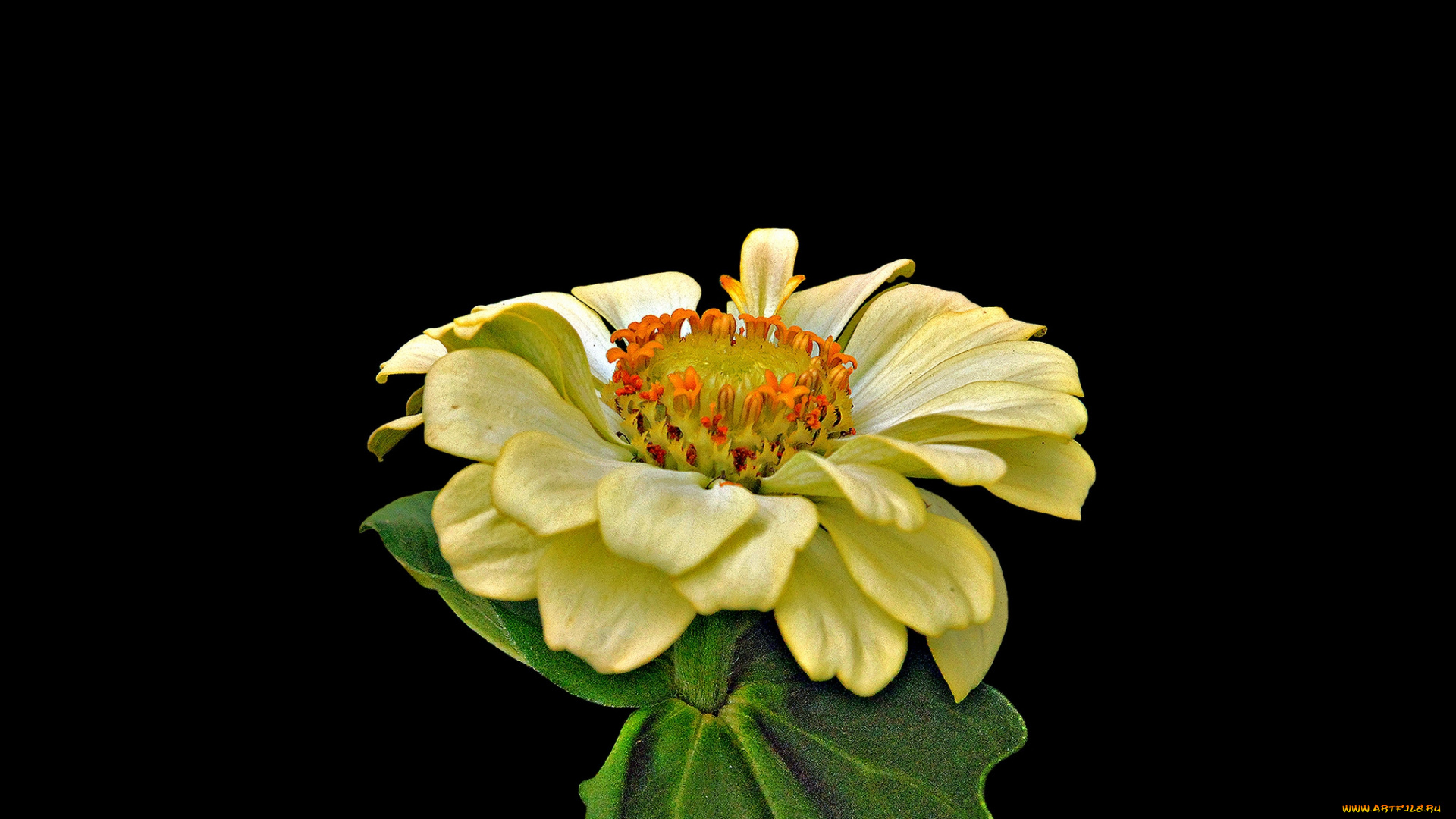 цветы, цинния, цветок