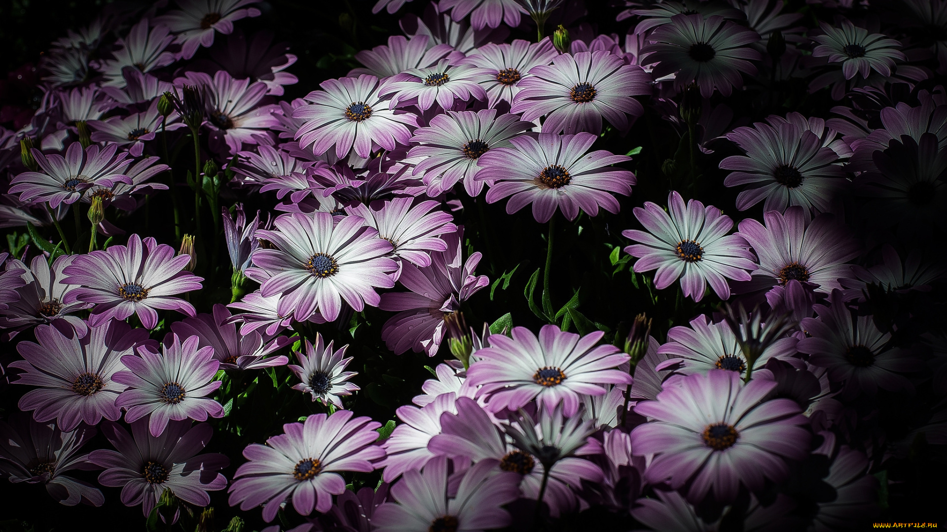 цветы, цветок