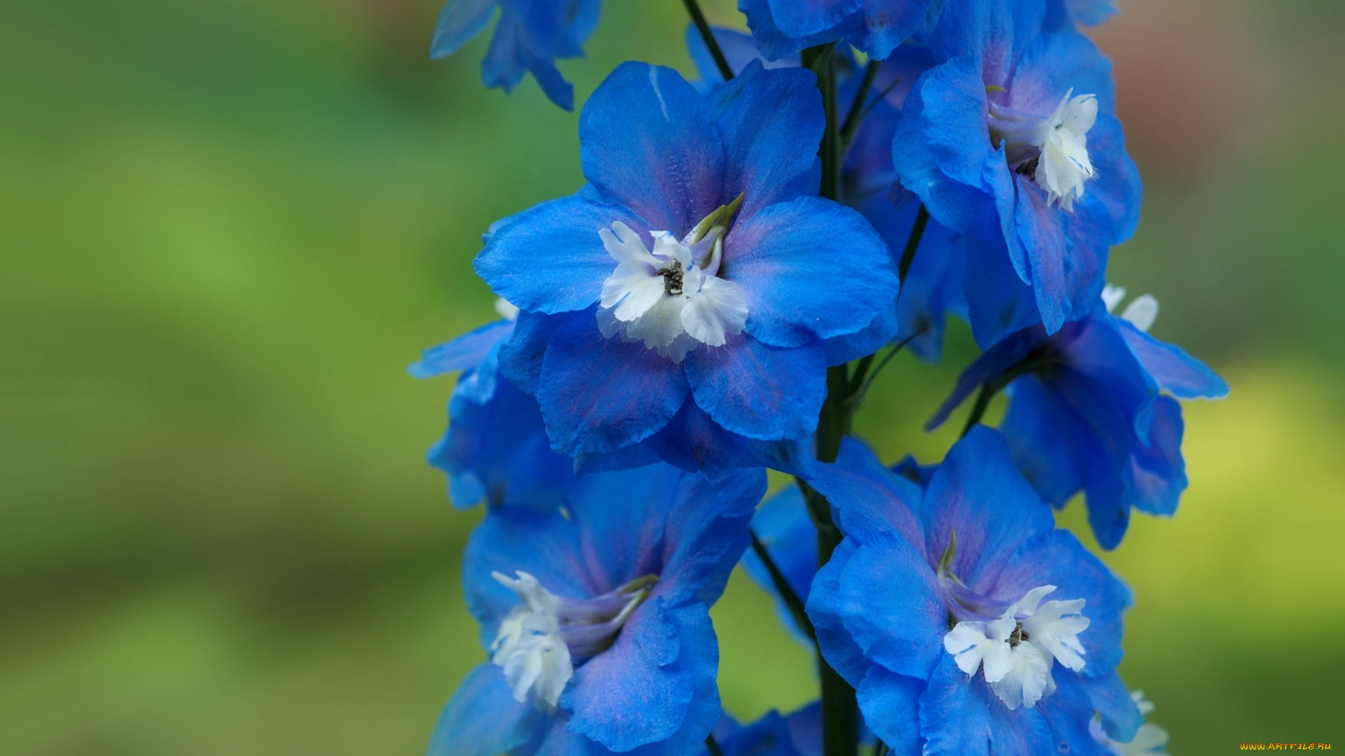 цветы, дельфиниум, макро, синий