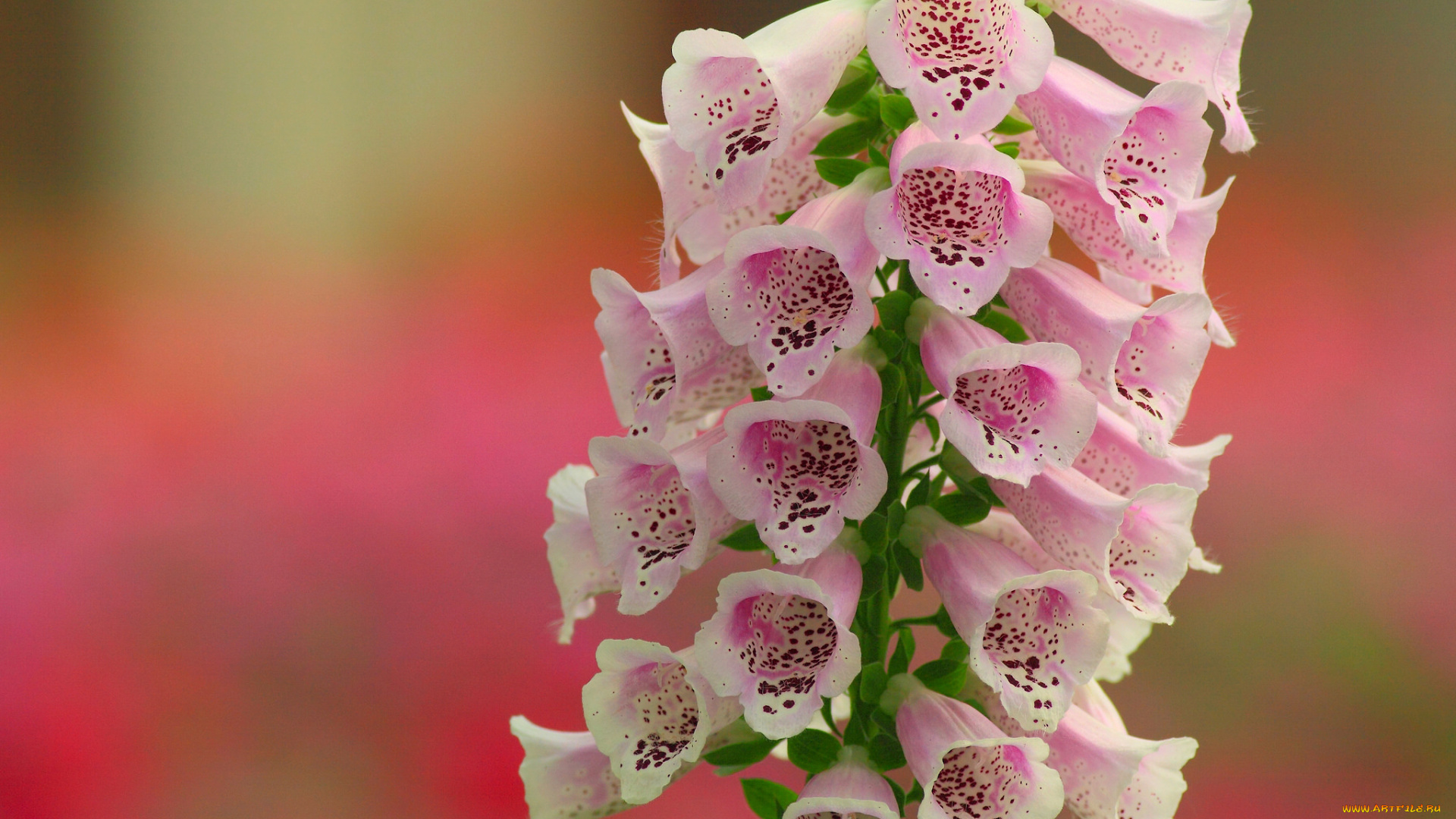 цветы, дигиталис, , наперстянка, дигиталис, макро, фон