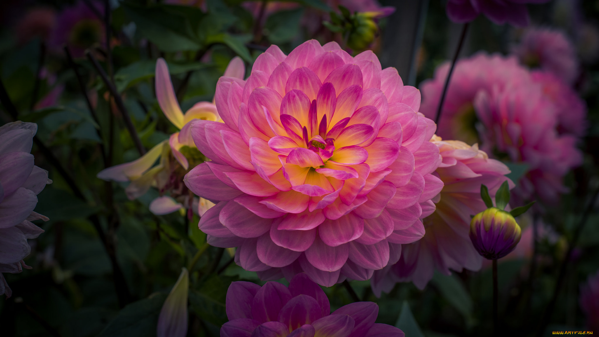 цветы, георгины, цветок