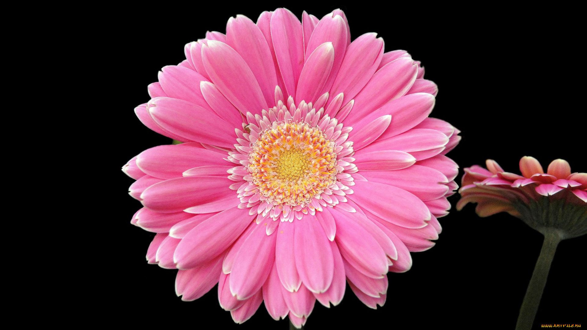 цветы, герберы, цветок