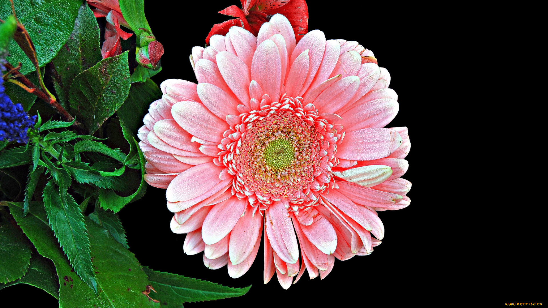 цветы, герберы, цветок