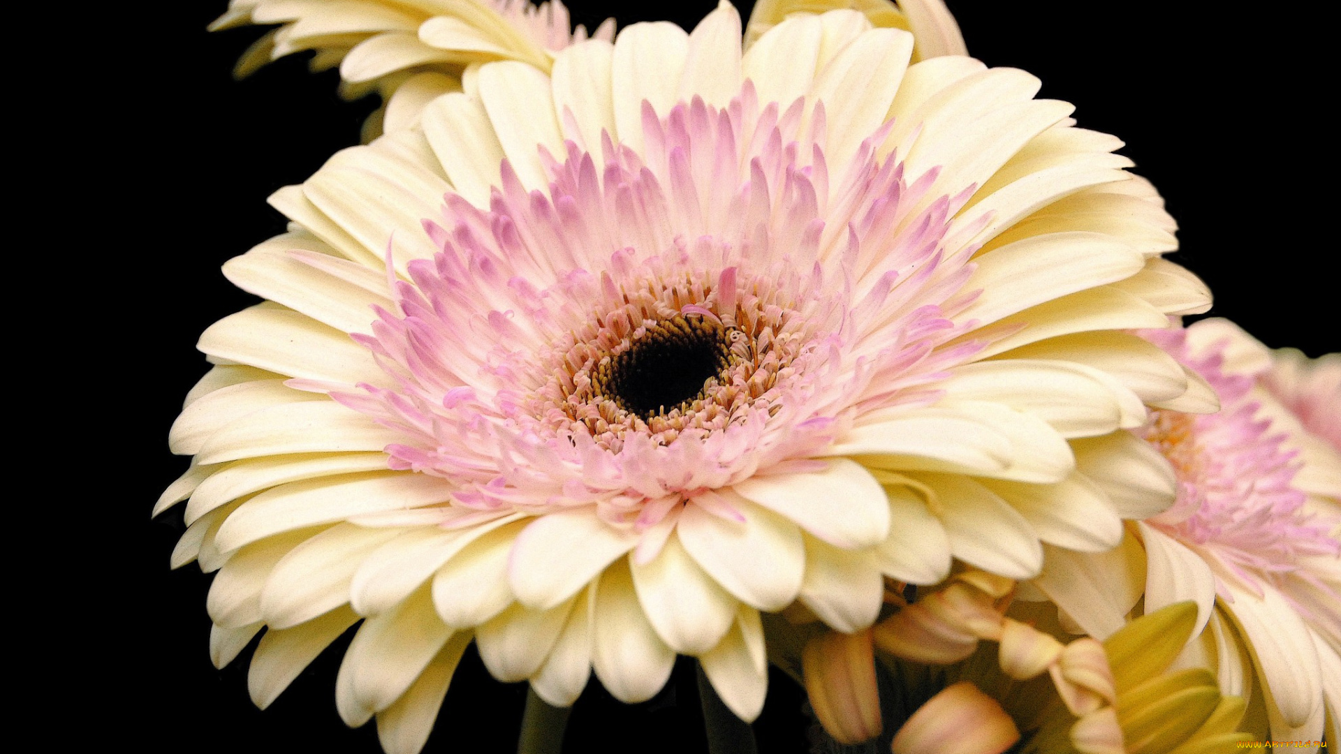 цветы, герберы, цветок