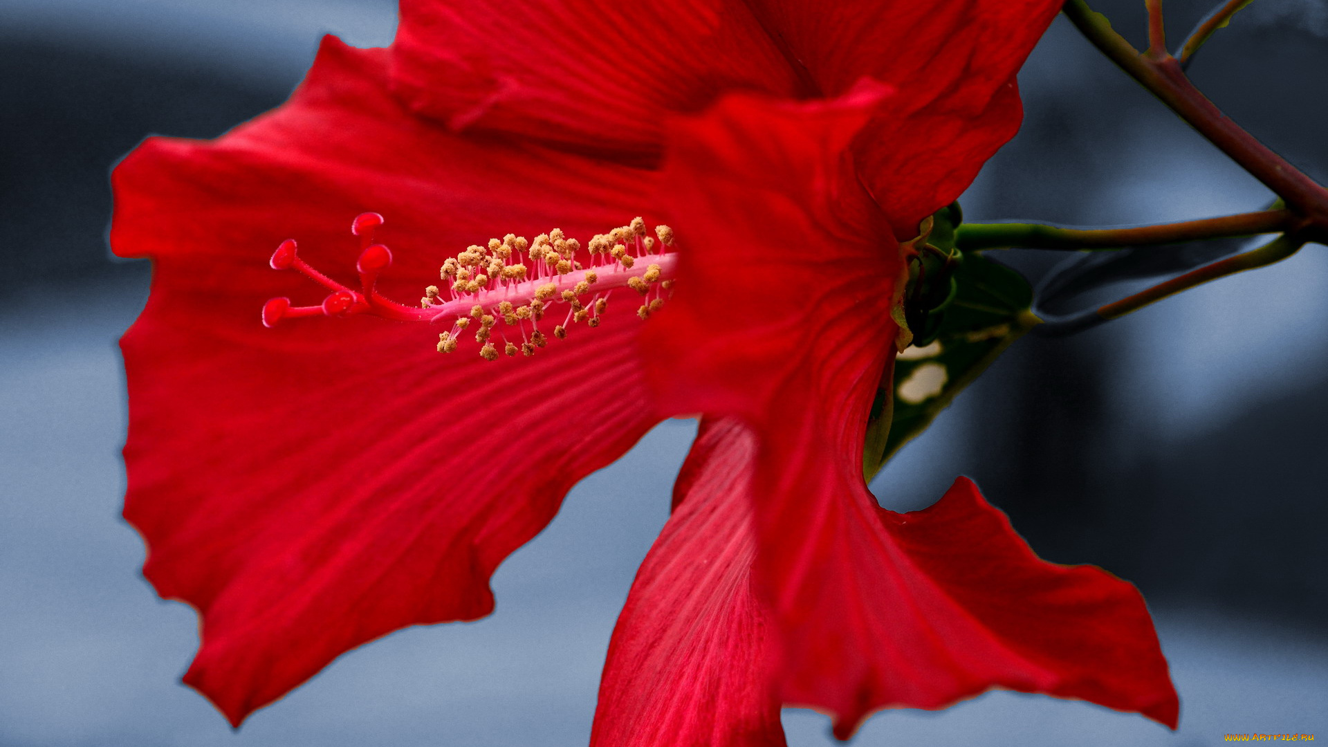 цветы, гибискусы, алый