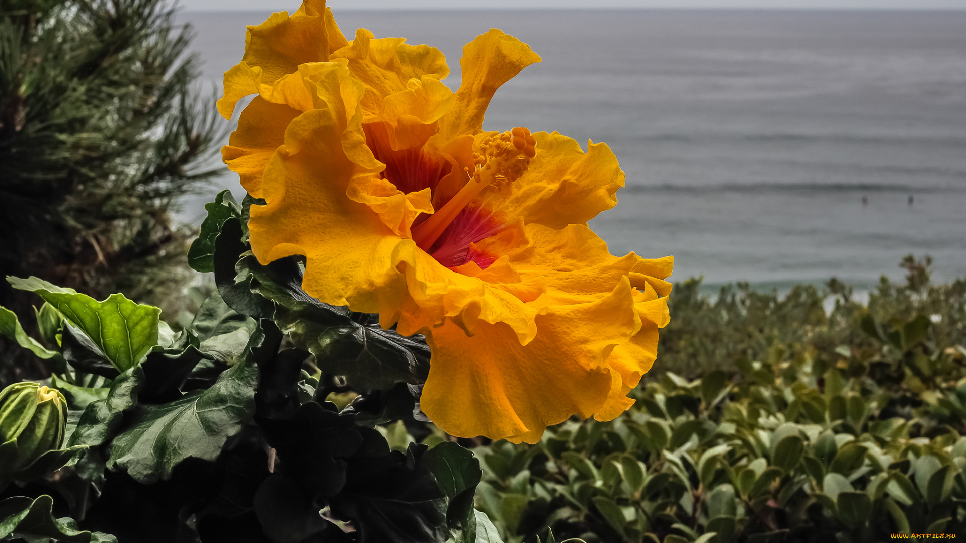 цветы, гибискусы, цветок