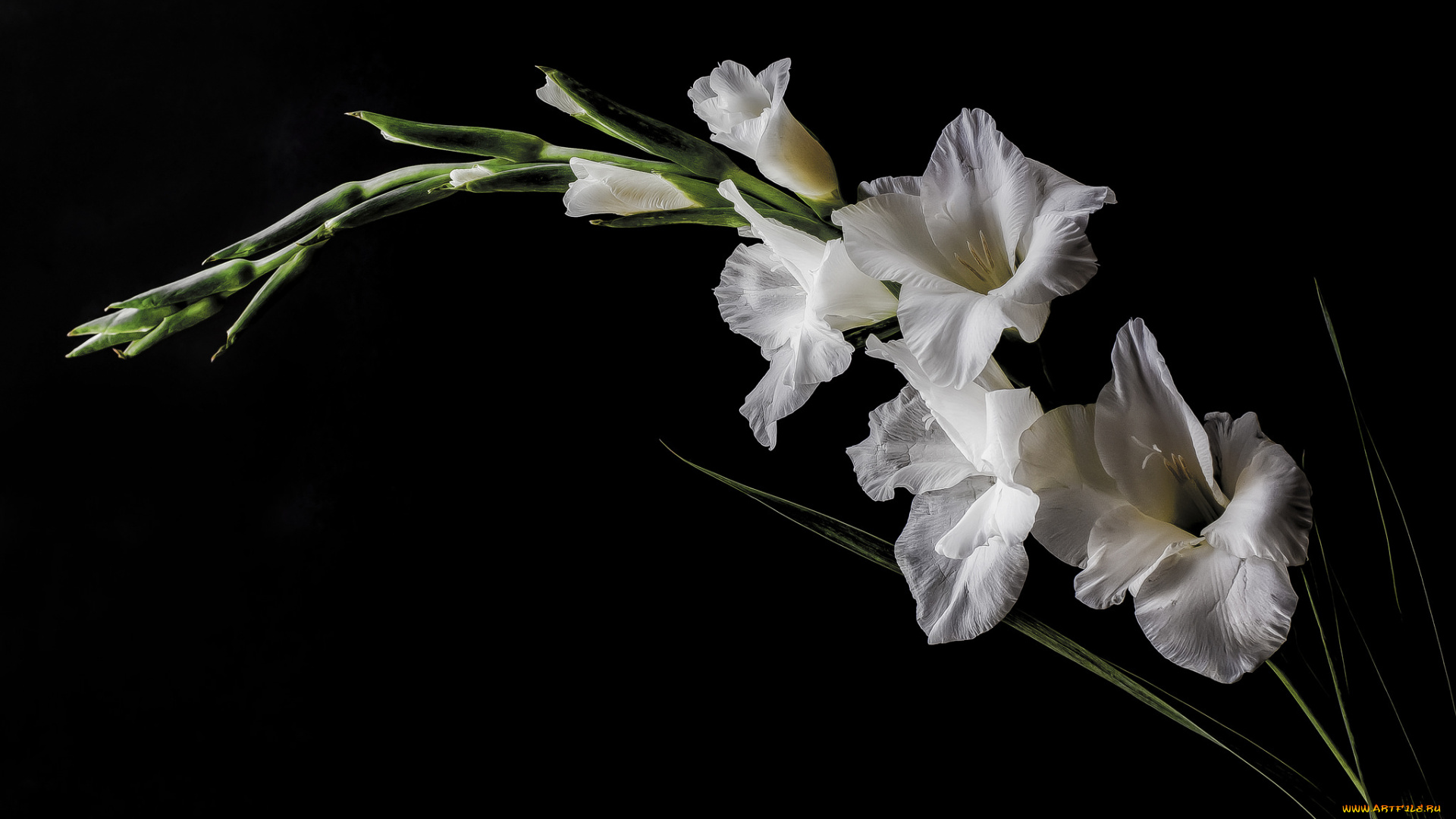 цветы, гладиолусы, цветок