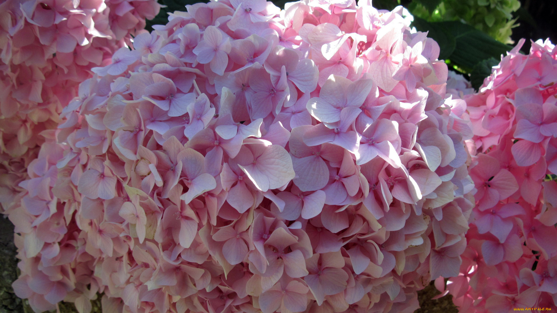 цветы, гортензия, розовый, шар