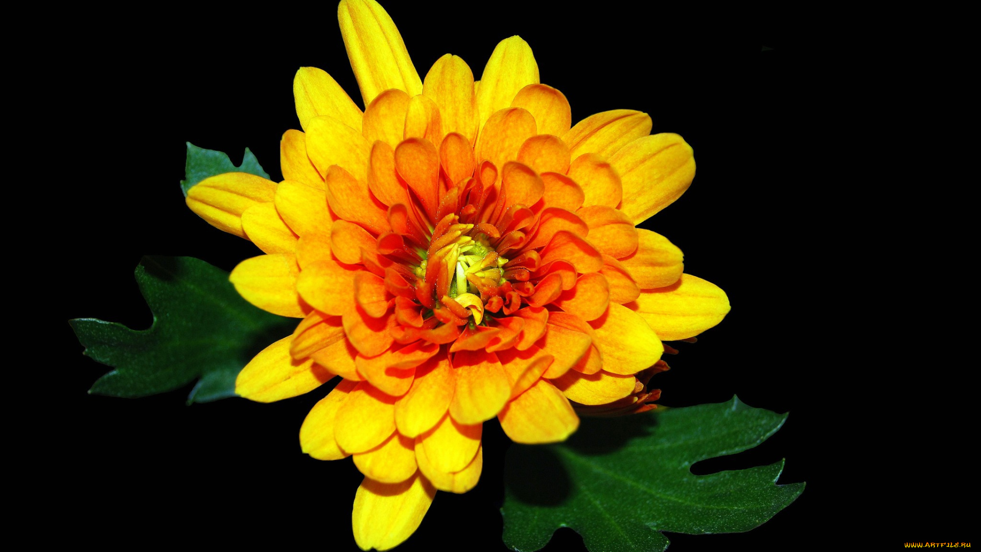 цветы, хризантемы, цветок