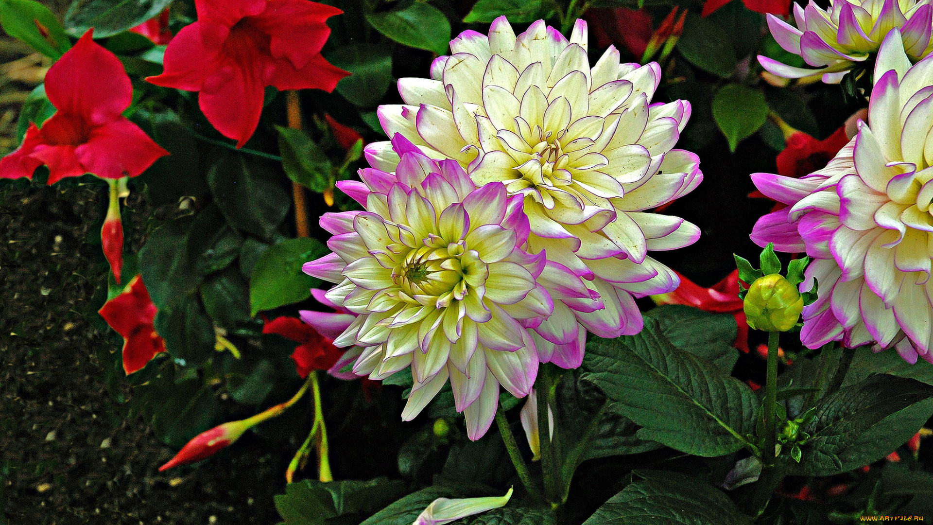 цветы, хризантемы, цветок