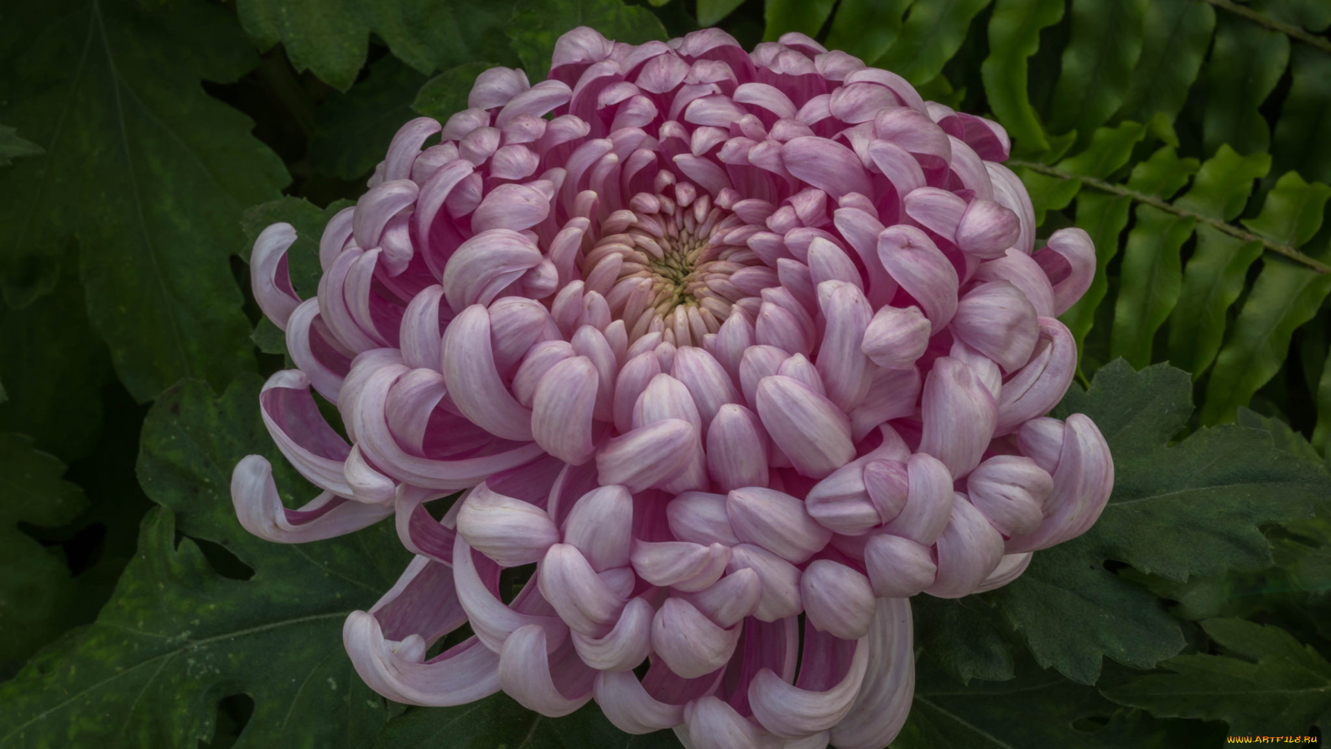 цветы, хризантемы, цветок