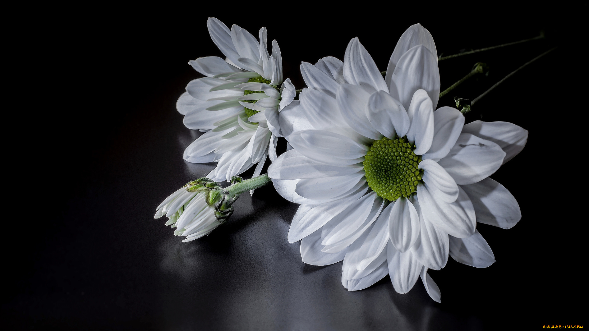 цветы, хризантемы, цветок