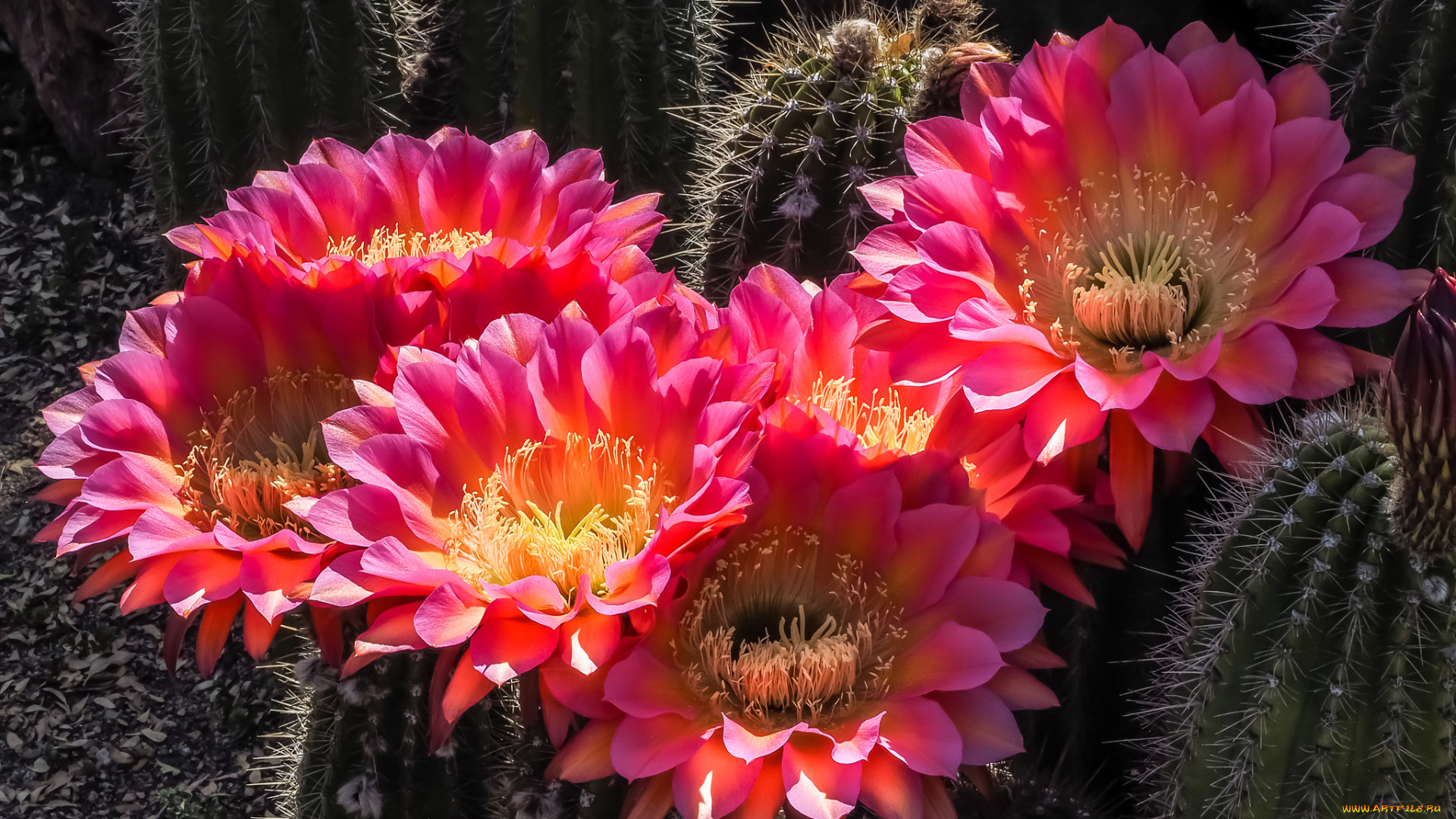 цветы, кактусы, цветок
