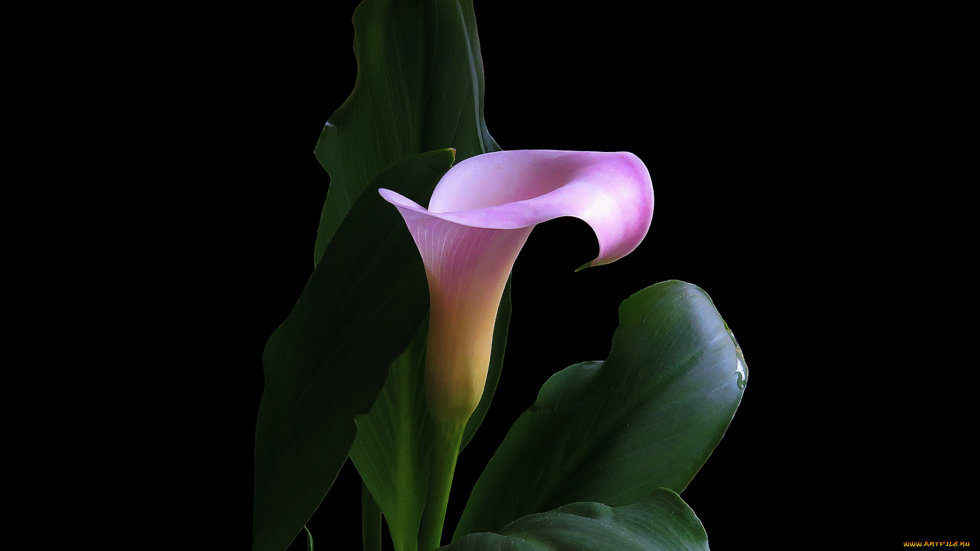 цветы, каллы, цветок