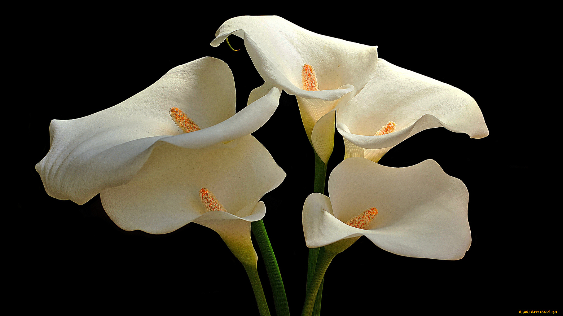 цветы, каллы, цветок