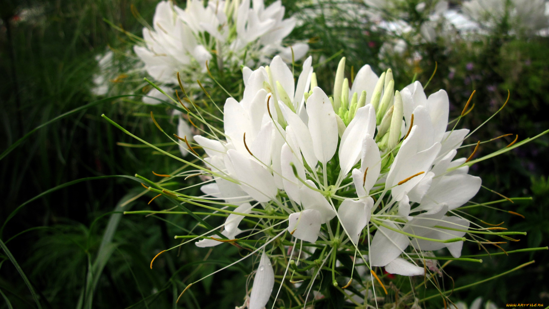 цветы, клеомы, белый