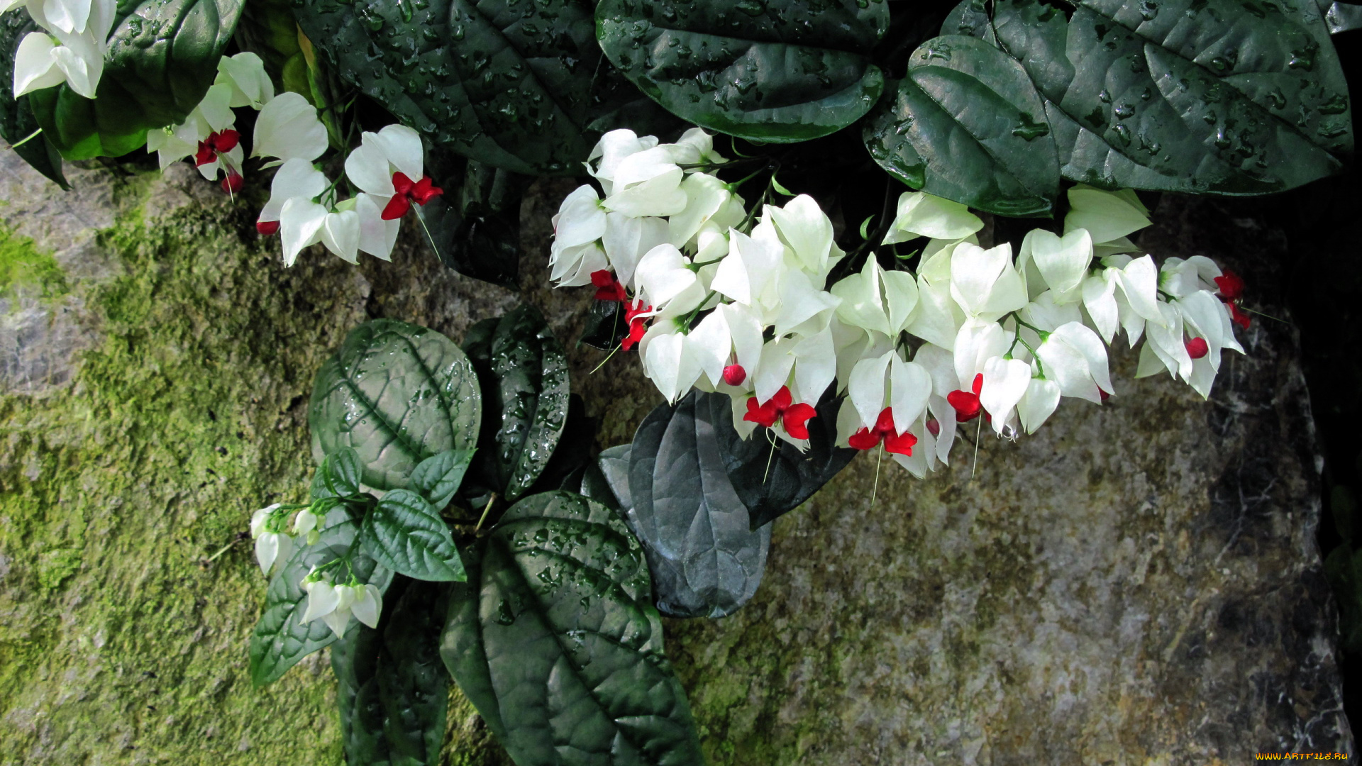 цветы, клеродендрумы, капли