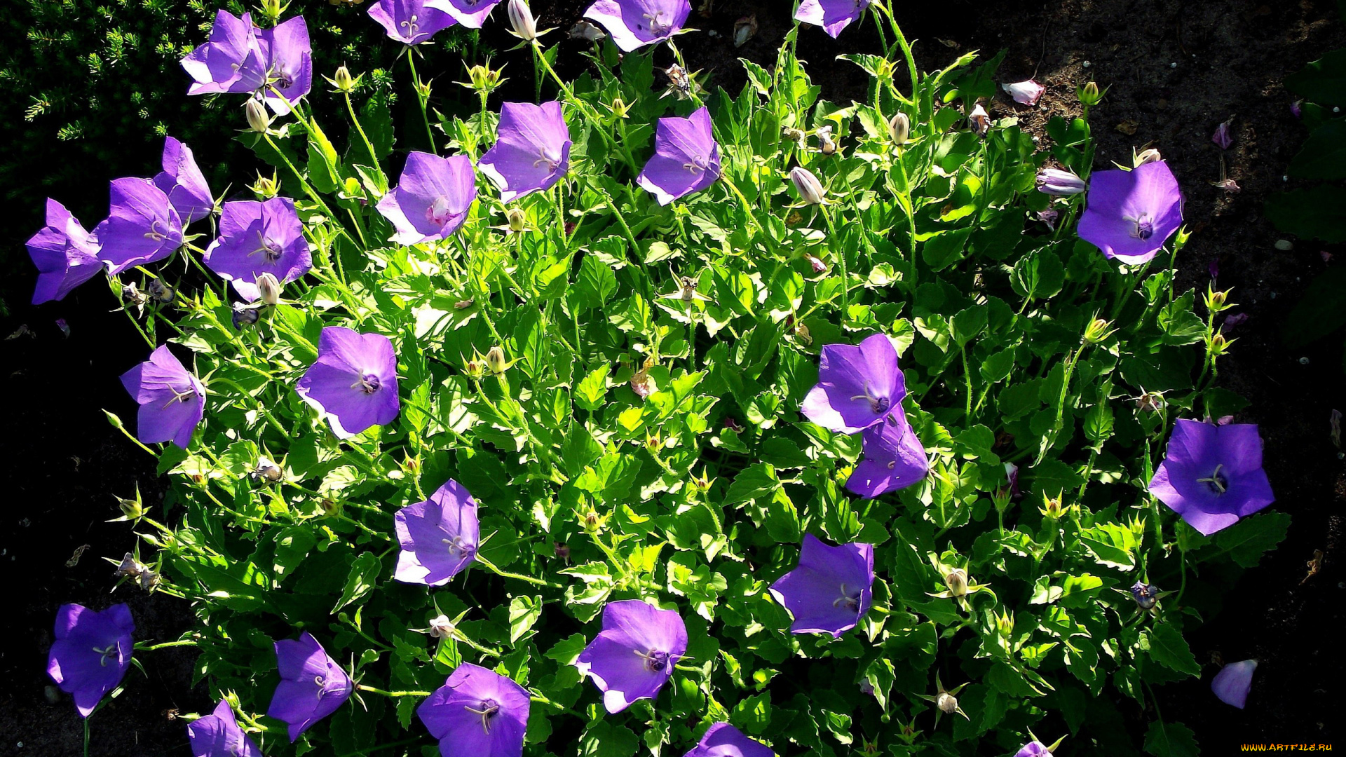 цветы, колокольчики, сиреневый