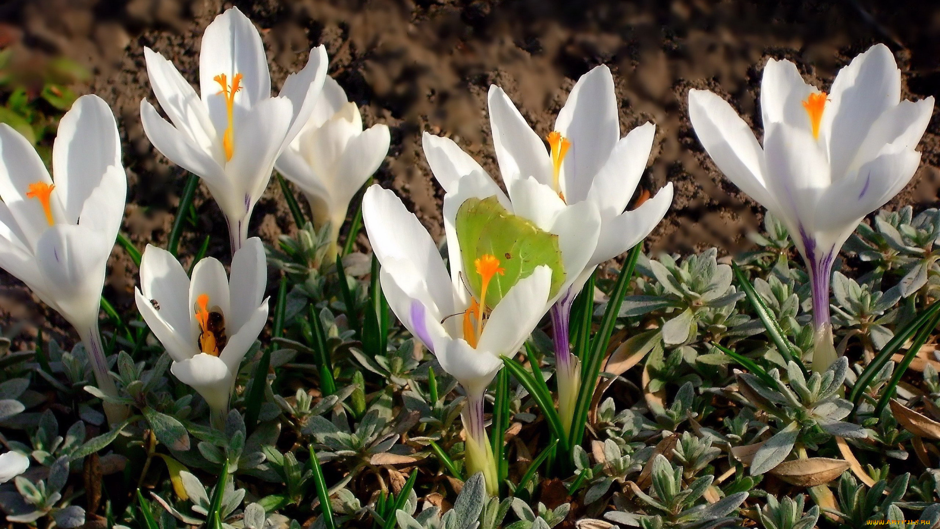 цветы, крокусы, белые