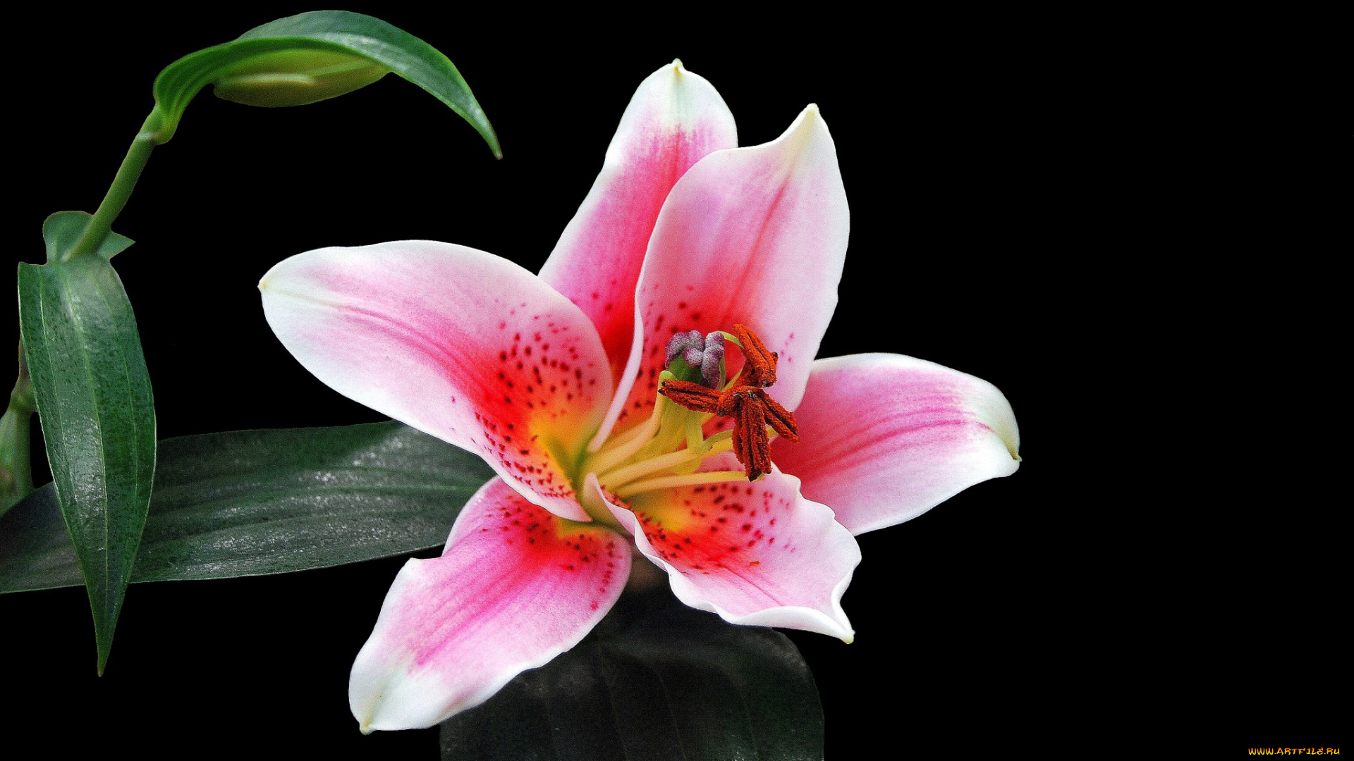 цветы, лилии, , лилейники, цветок