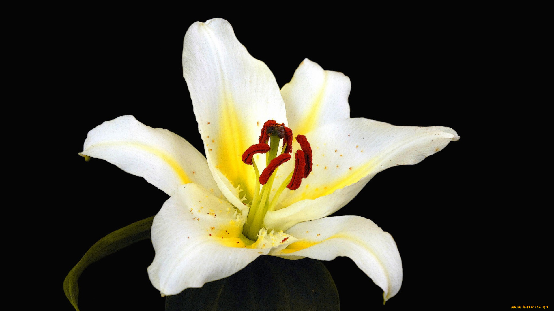 цветы, лилии, , лилейники, цветок