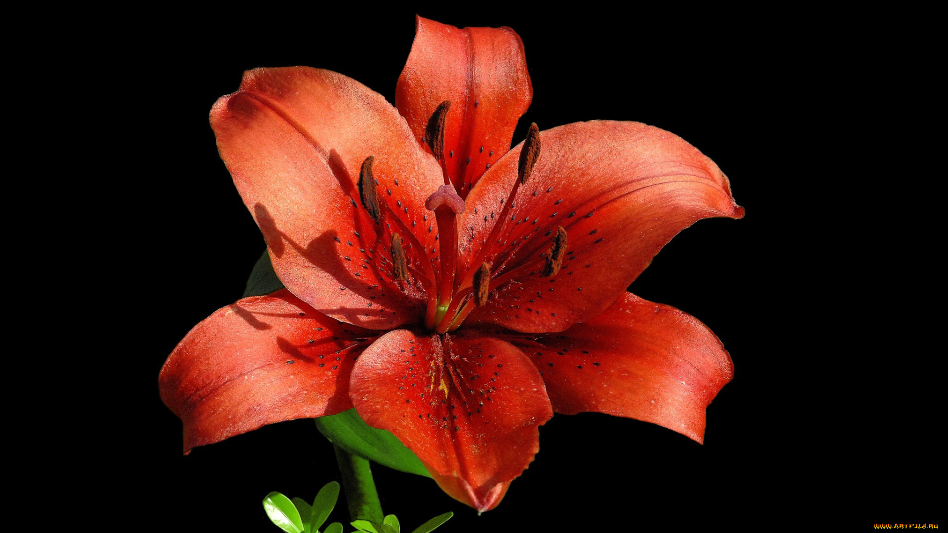 цветы, лилии, , лилейники, цветок