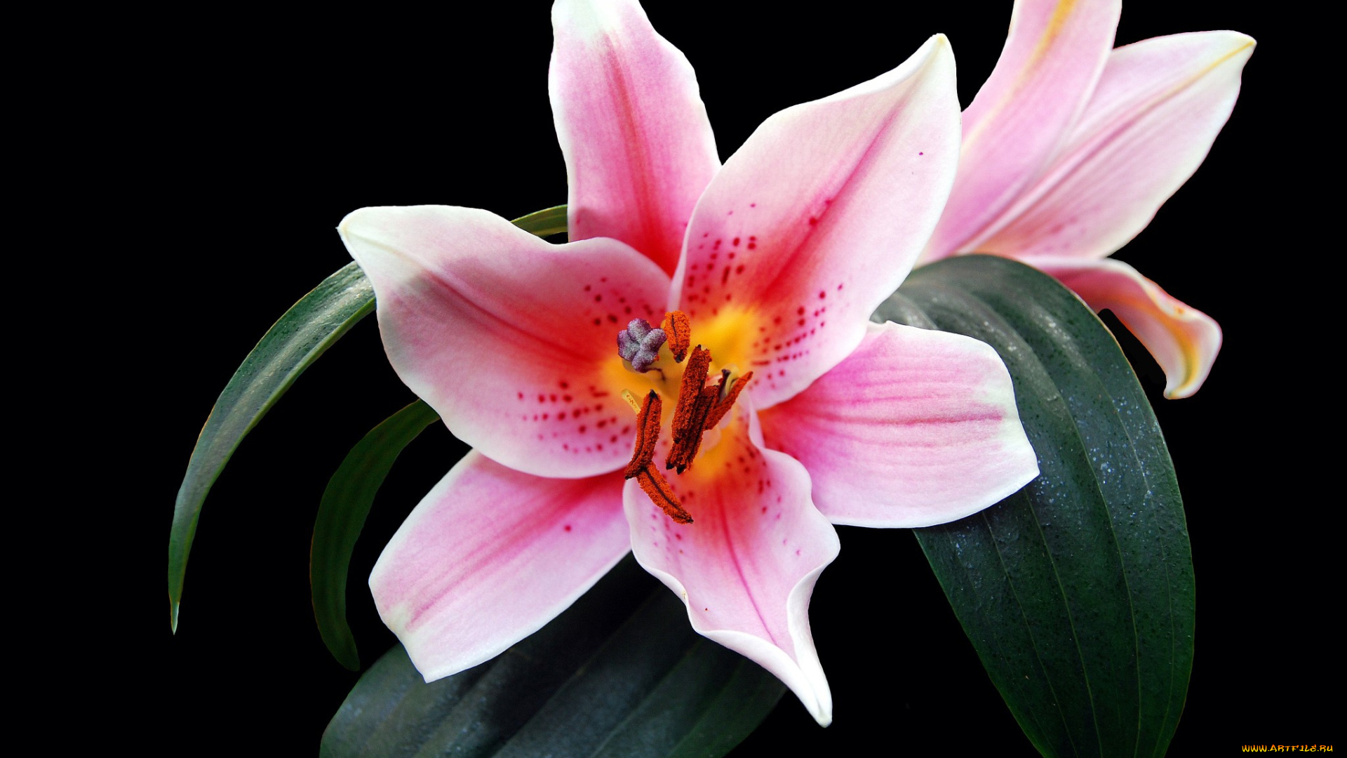 цветы, лилии, , лилейники, цветок