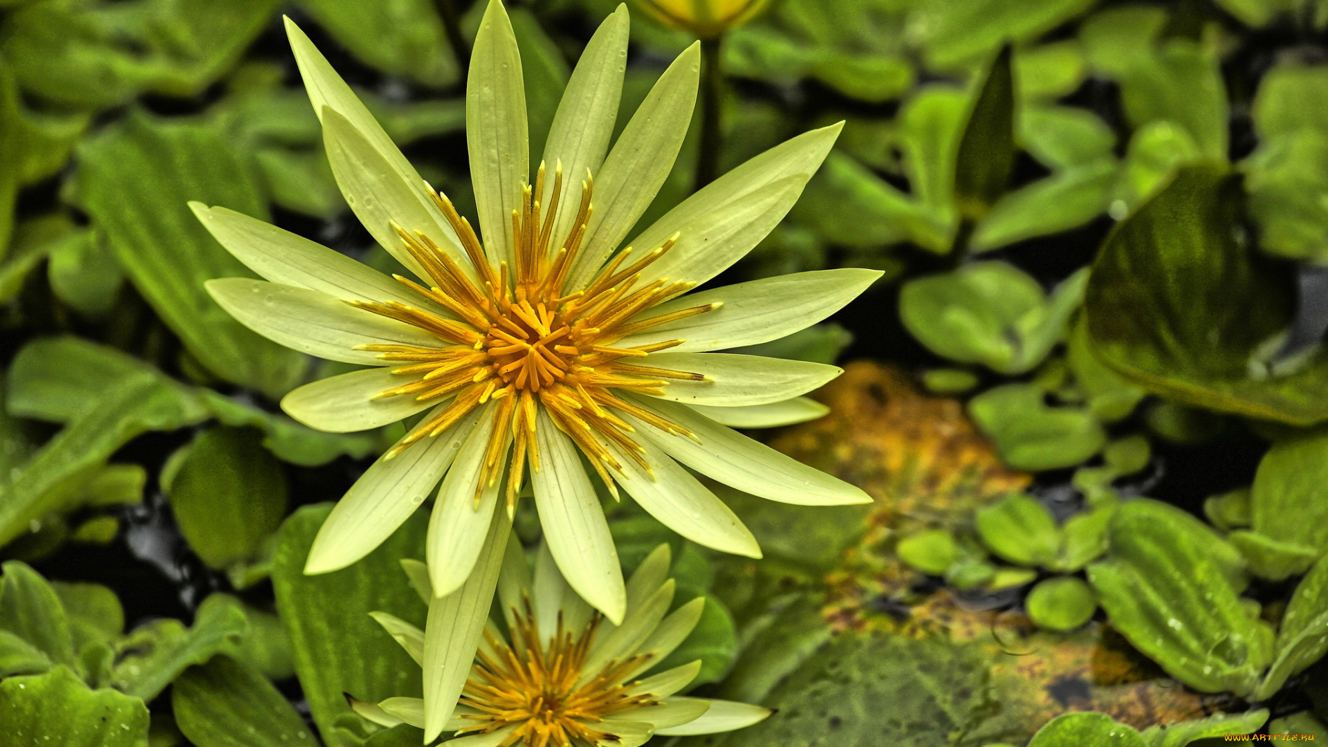 цветы, лилии, водяные, , нимфеи, , кувшинки, цветок