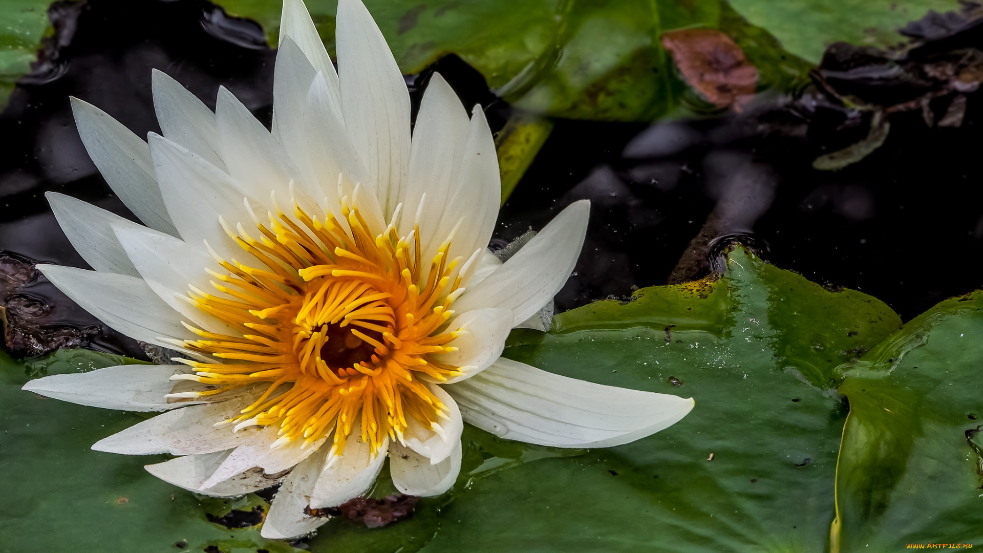 цветы, лилии, водяные, , нимфеи, , кувшинки, цветок