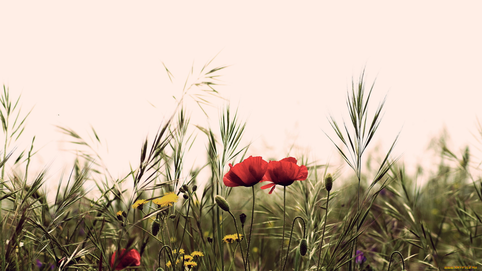 цветы, луговые, , полевые, , цветы, лето, поле, маки