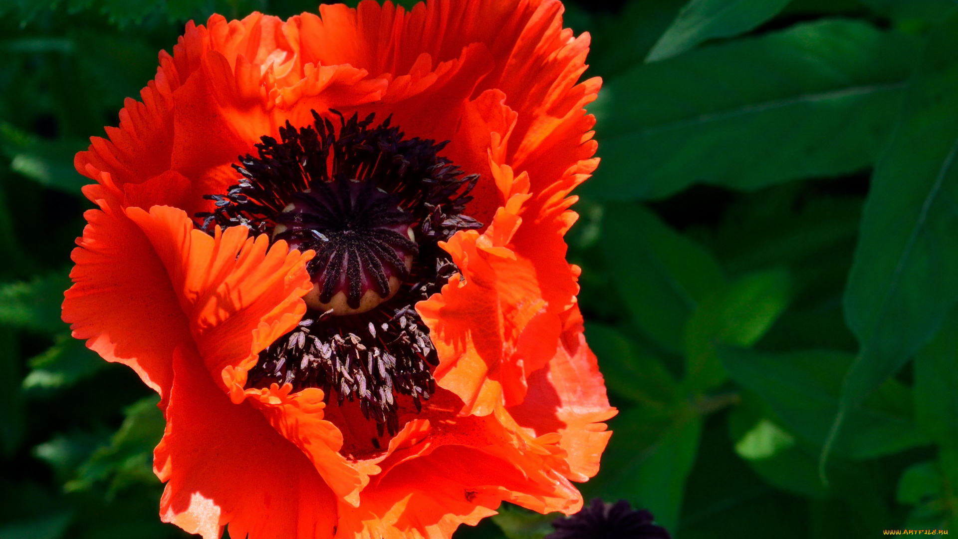 цветы, маки, алый