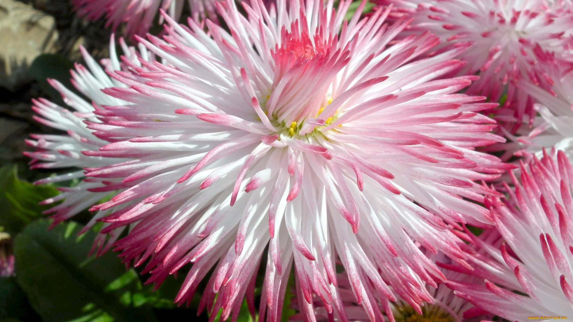 цветы, маргаритки, макро