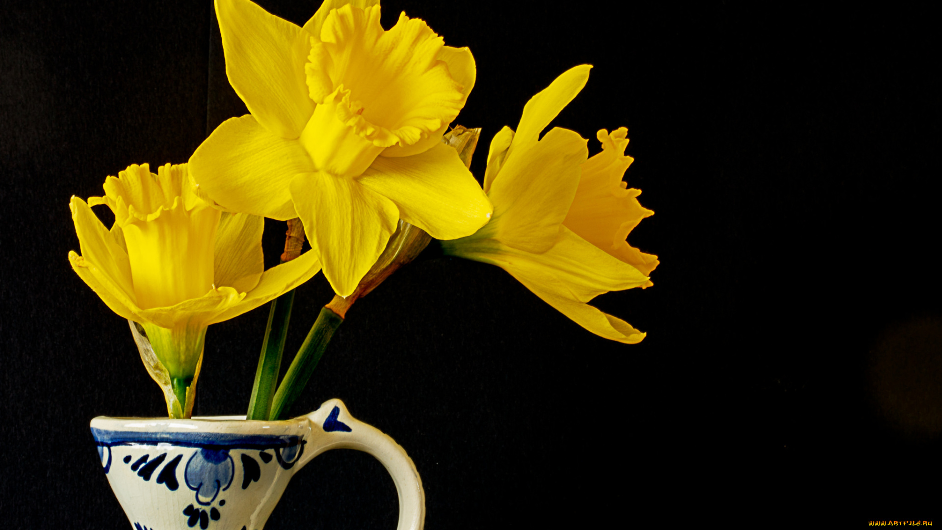 цветы, нарциссы, цветок