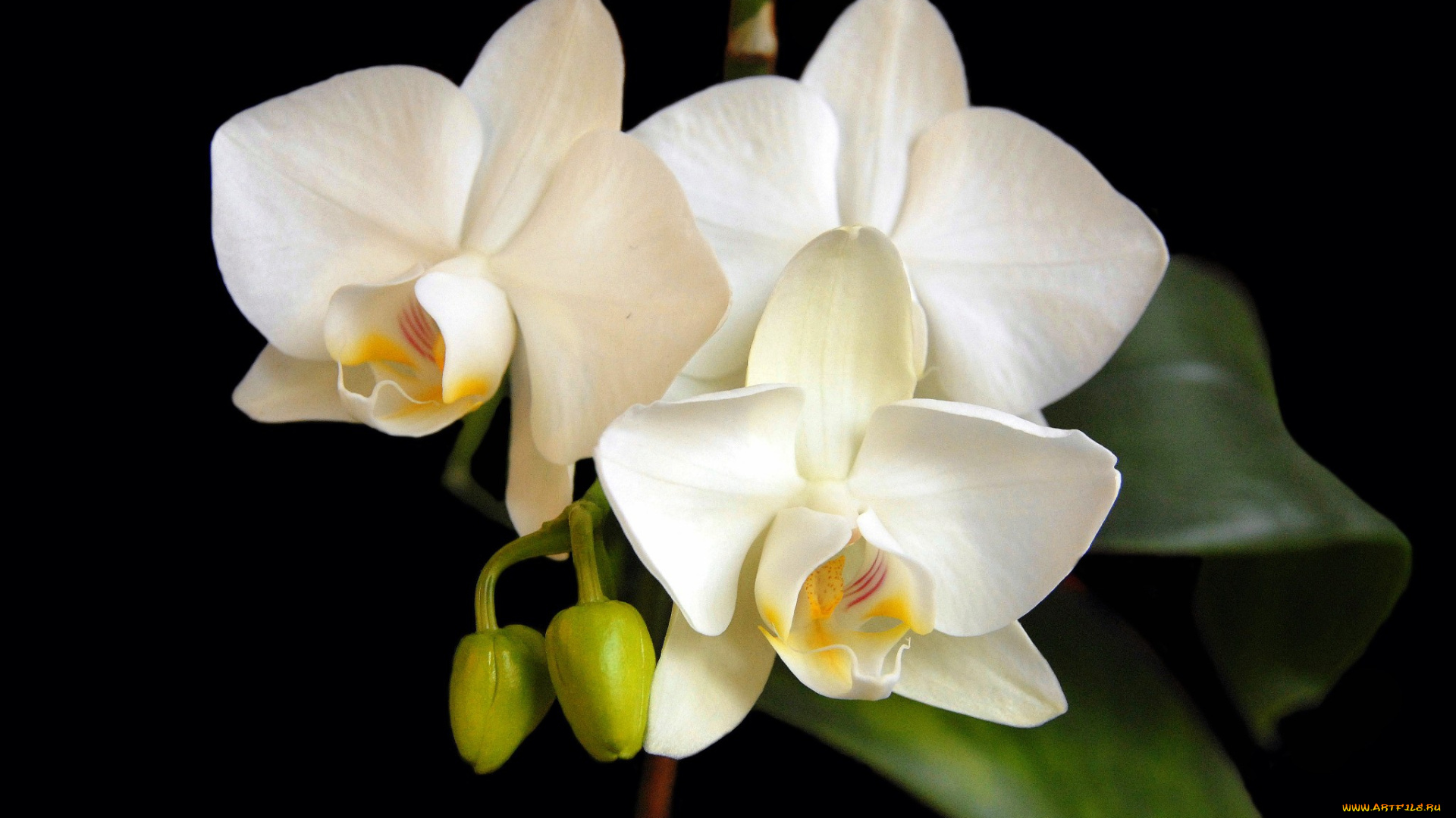 цветы, орхидеи, цветок