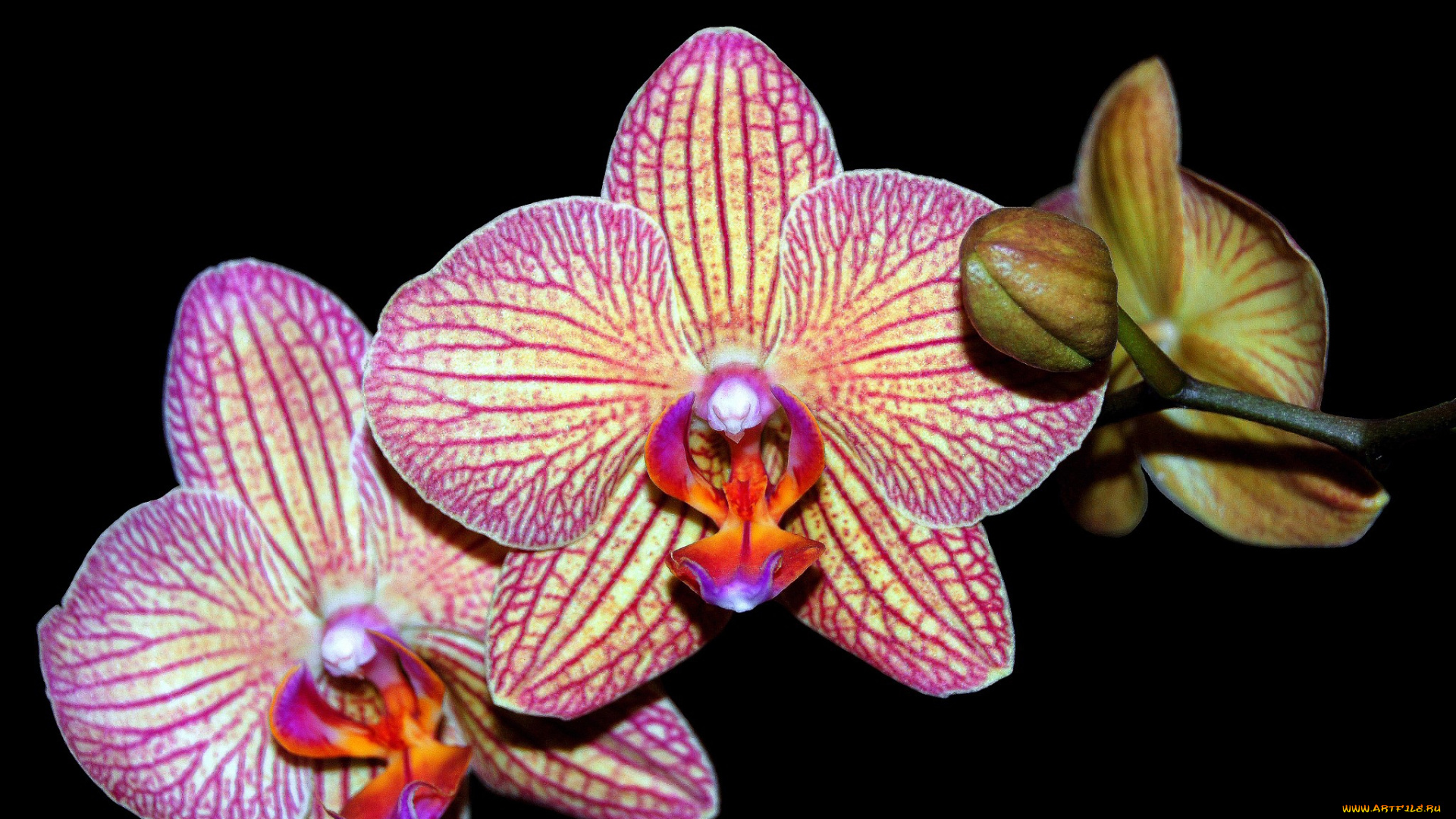 цветы, орхидеи, цветок