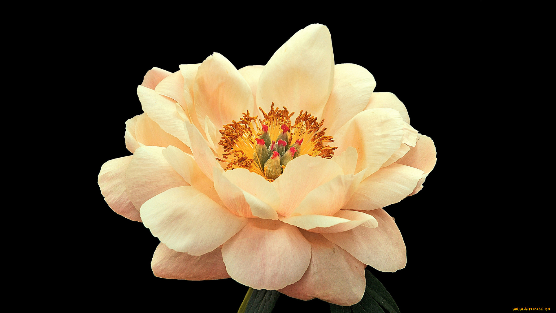 цветы, пионы, цветок