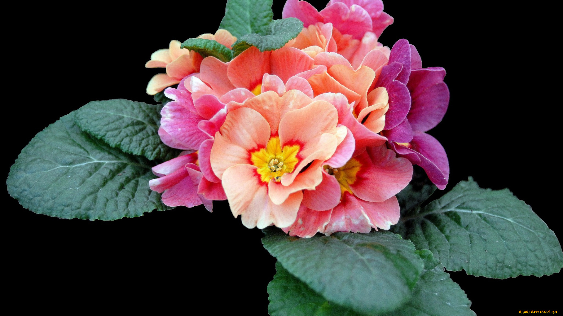 цветы, примулы, цветок