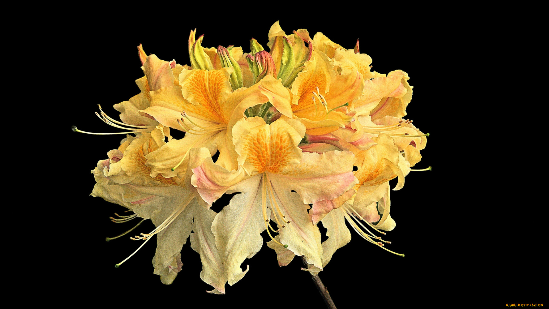 цветы, рододендроны, , азалии, цветок