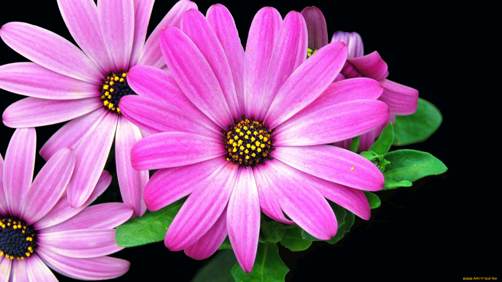 цветы, ромашки, цветок