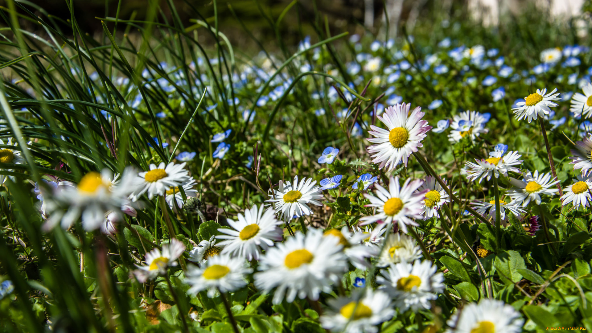 цветы, ромашки, цветок