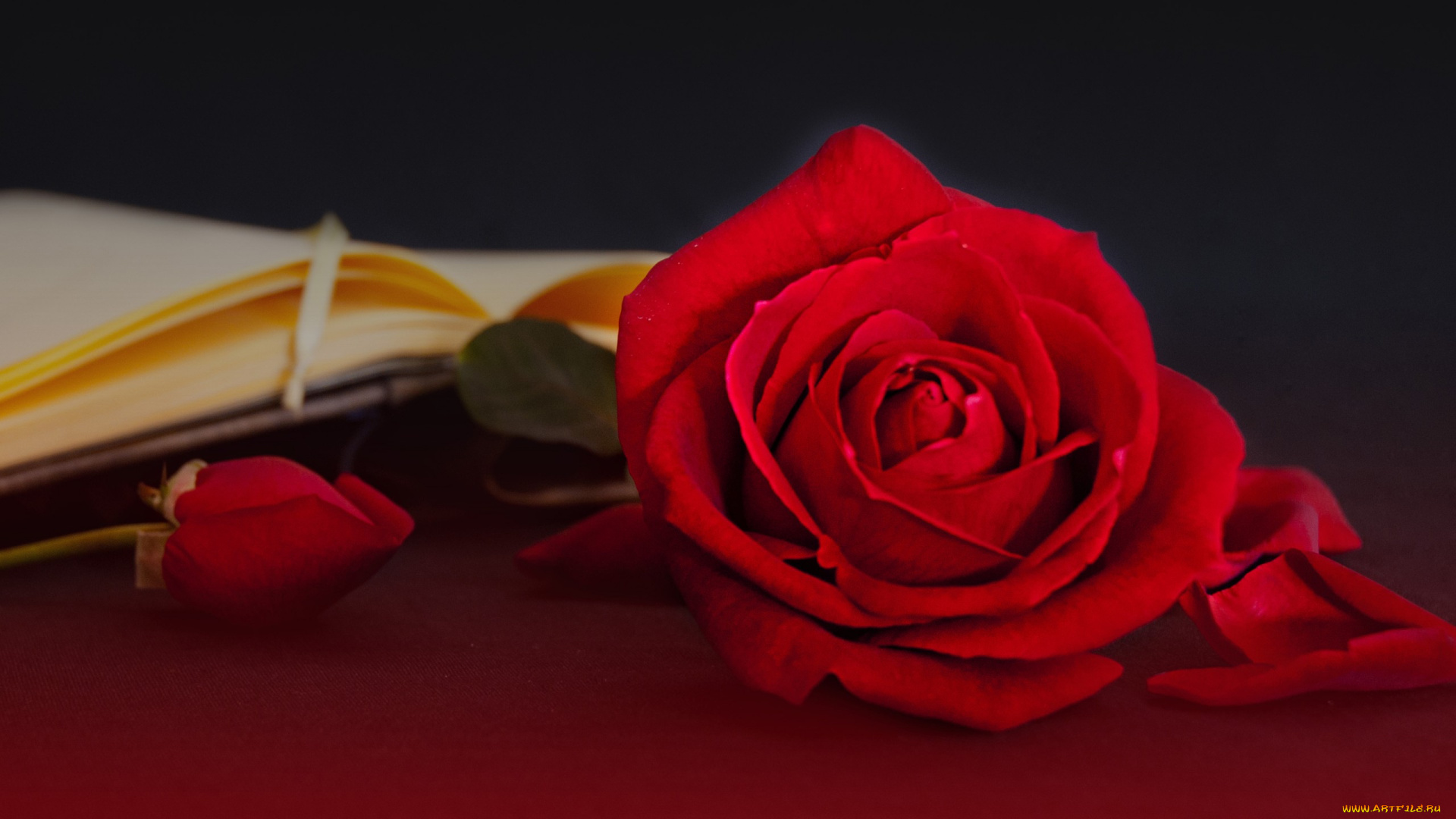 цветы, розы, бутоны, лепестки, книга, стиль