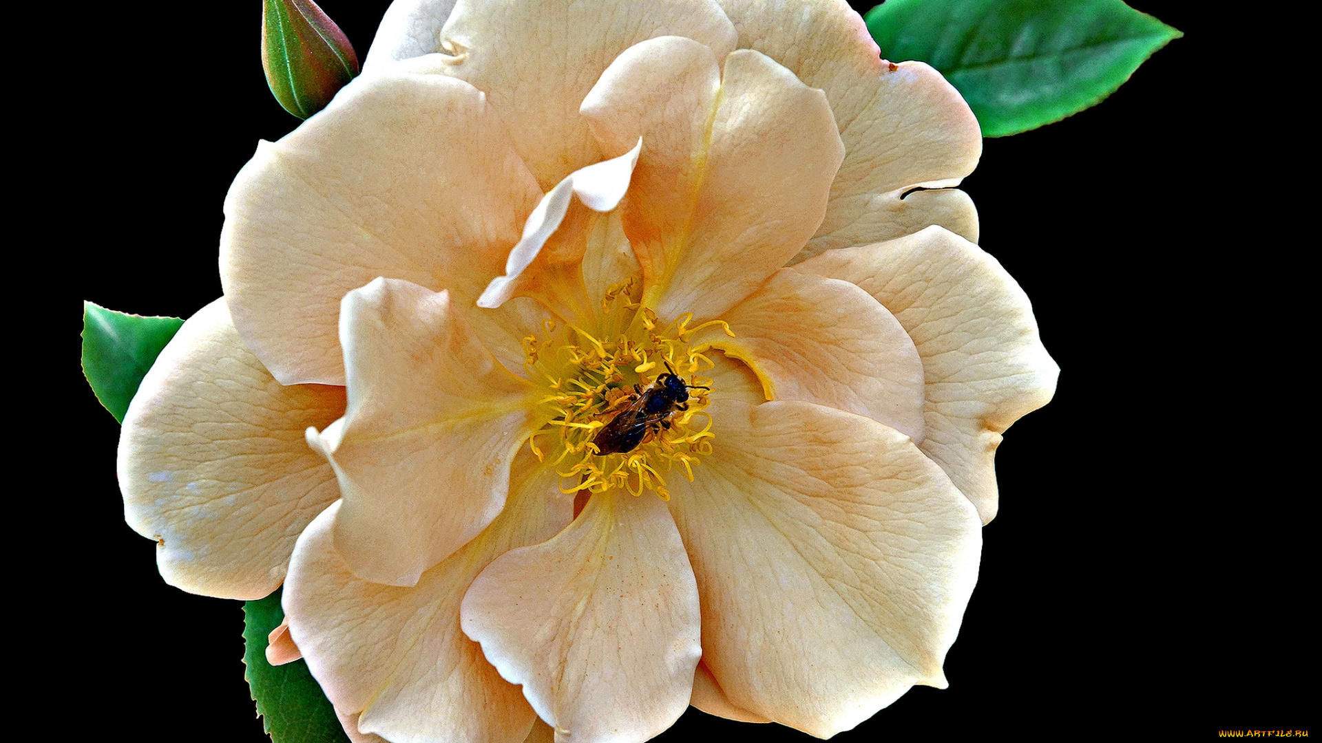 цветы, розы, цветок