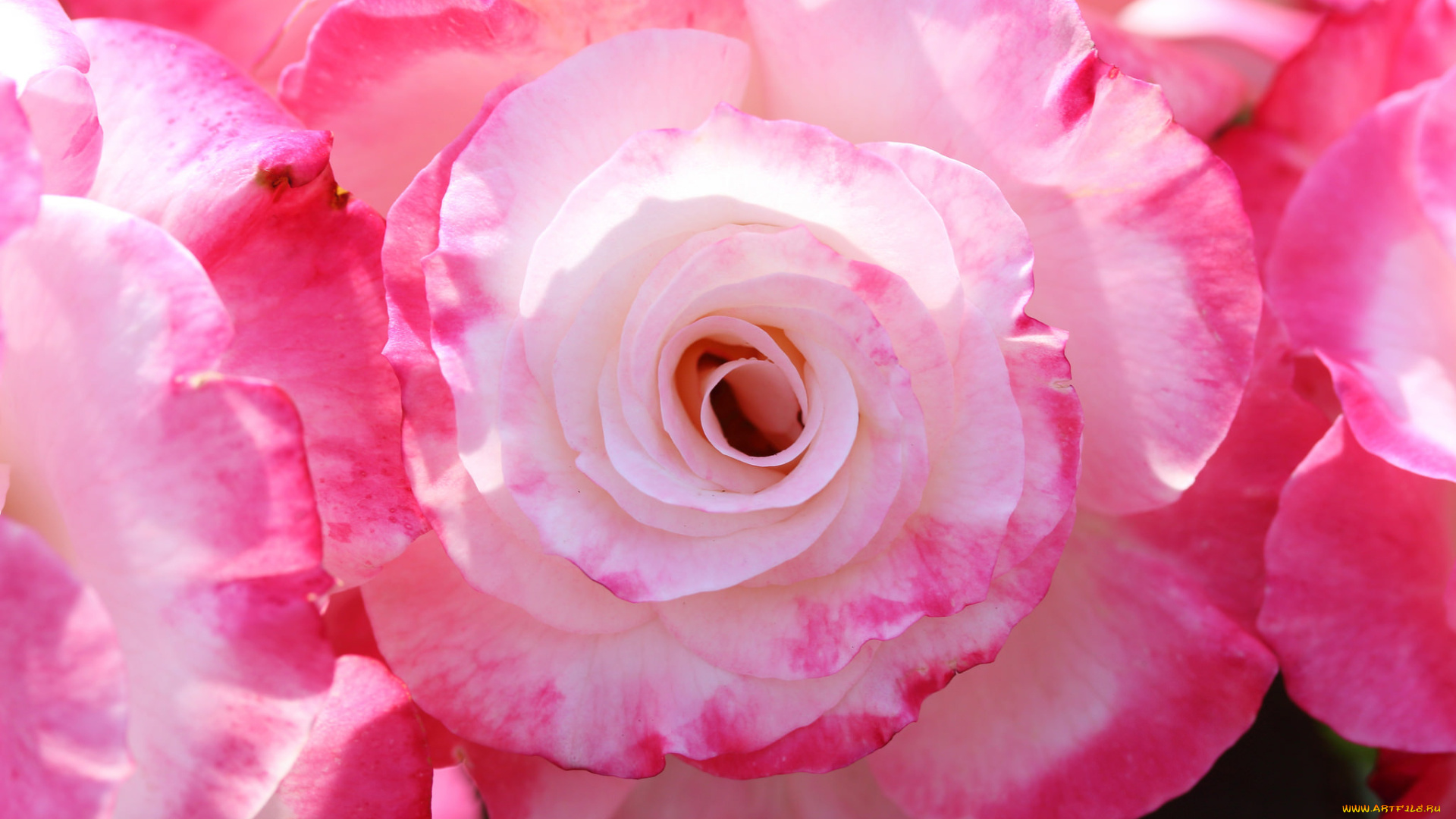 цветы, розы, лепестки, макро