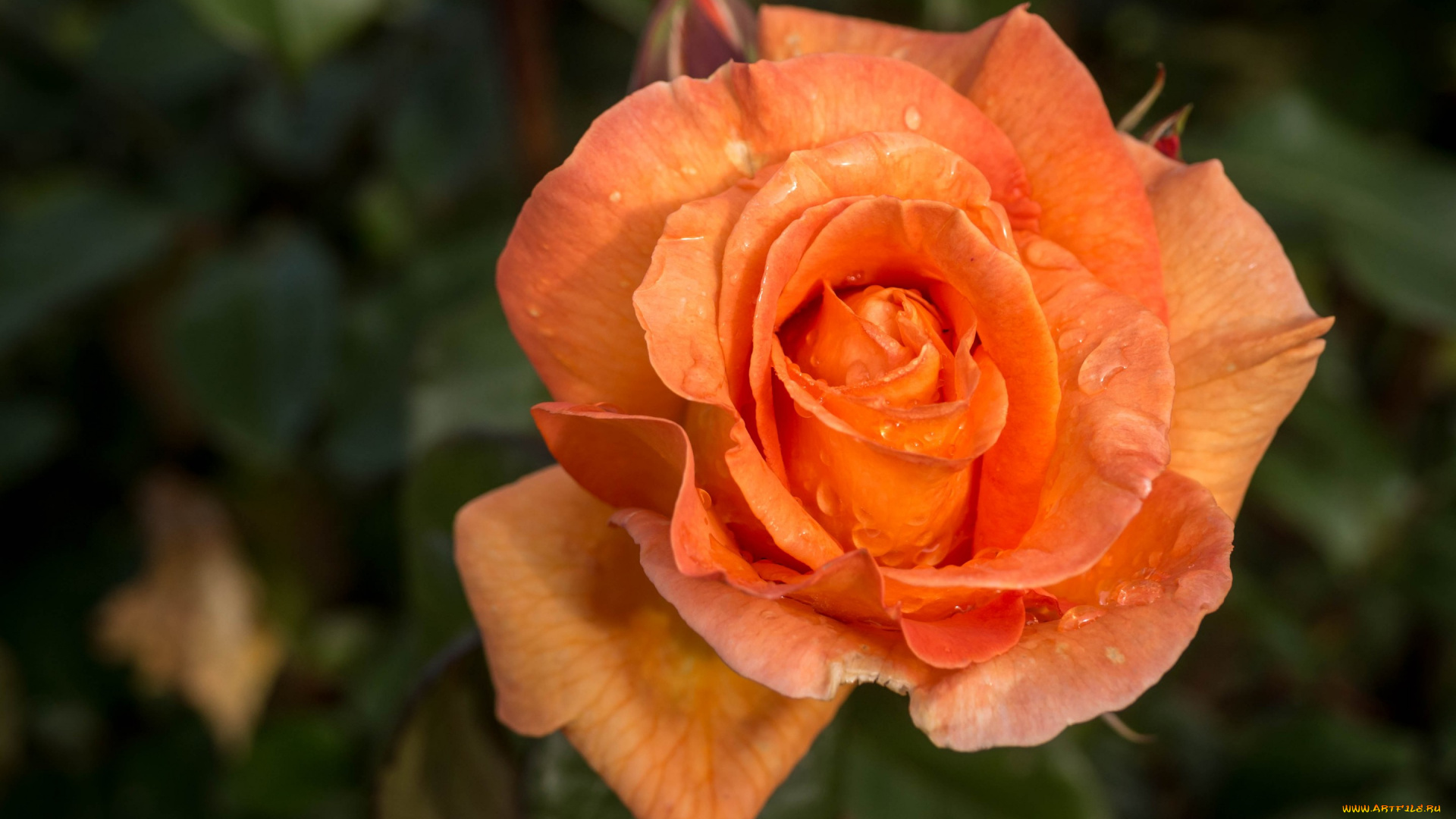 цветы, розы, роза, бутон, фон, макро