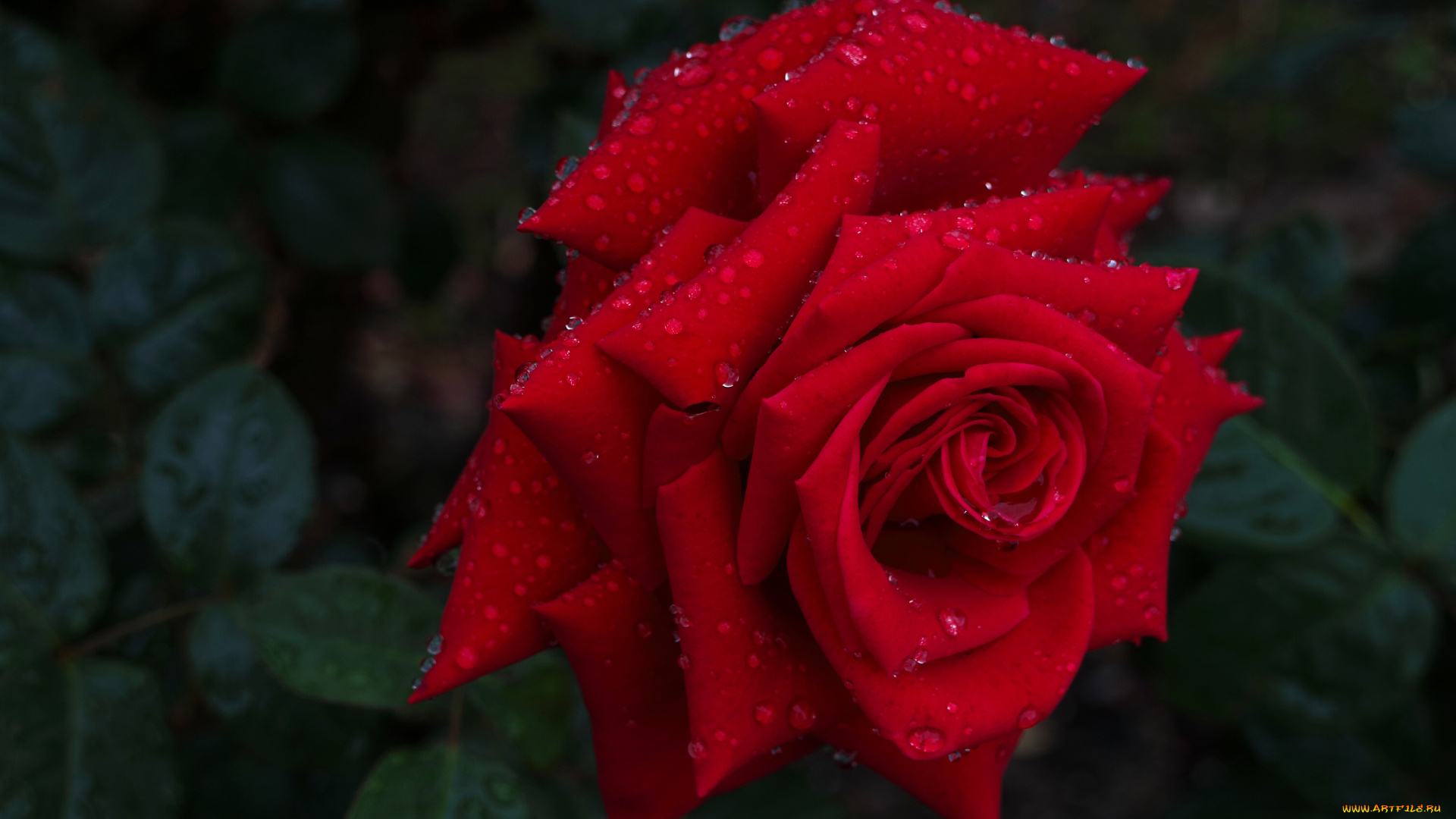 цветы, розы, роза, капли