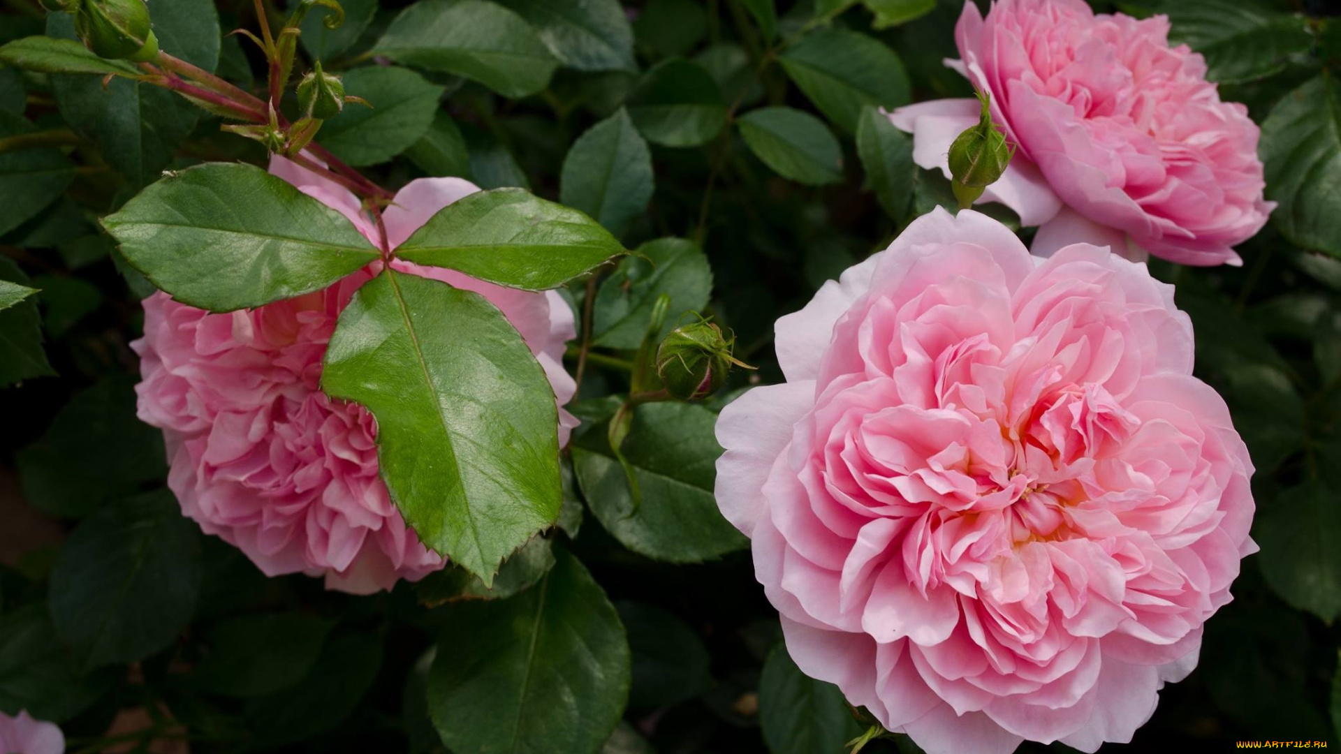 цветы, розы, розовый