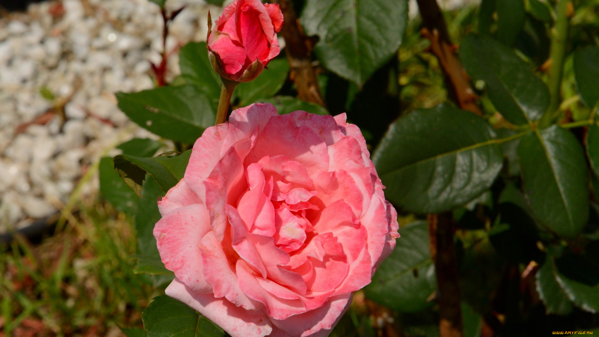 цветы, розы, розовый, бутон