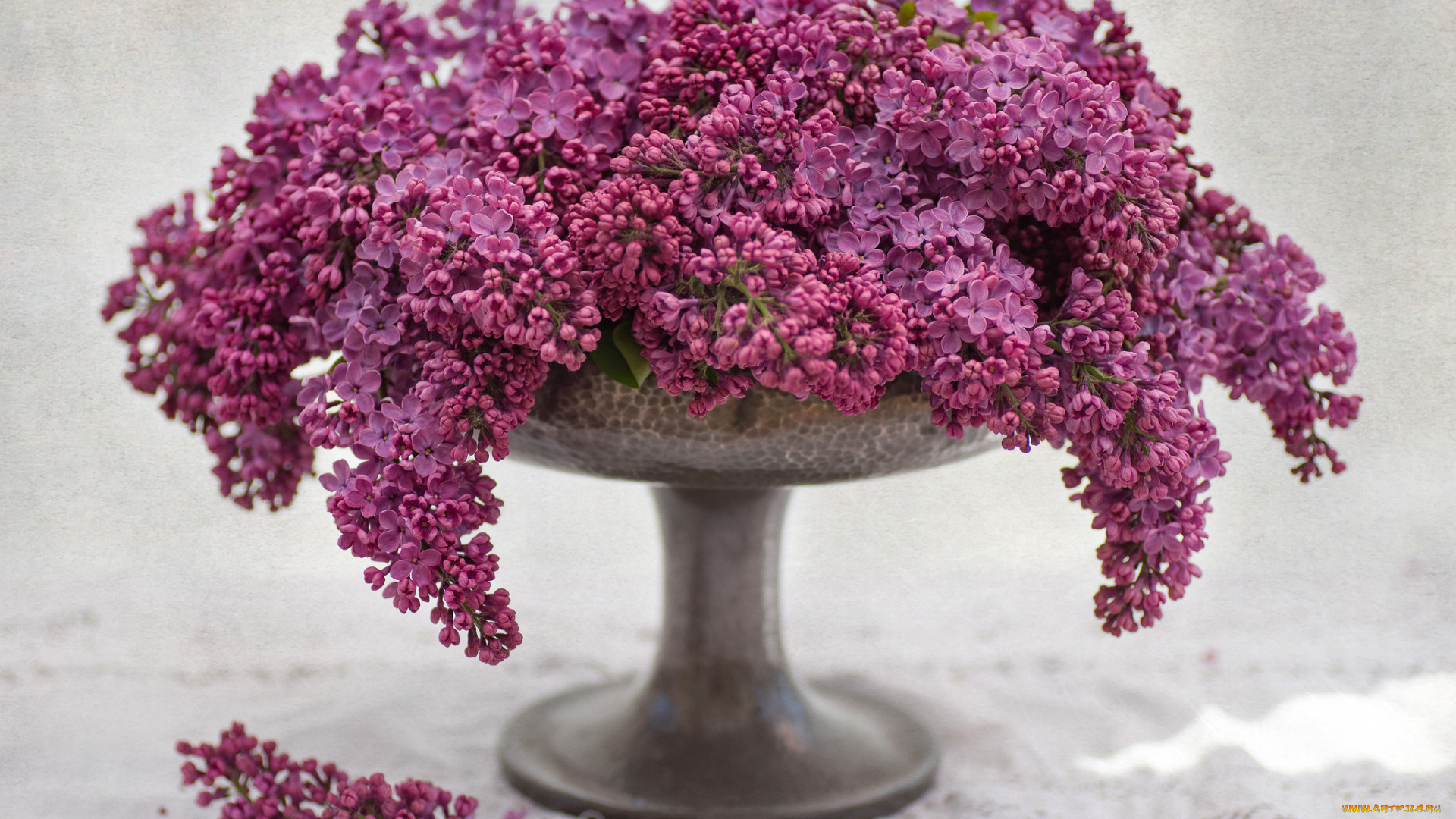 цветы, сирень, гроздья, ваза