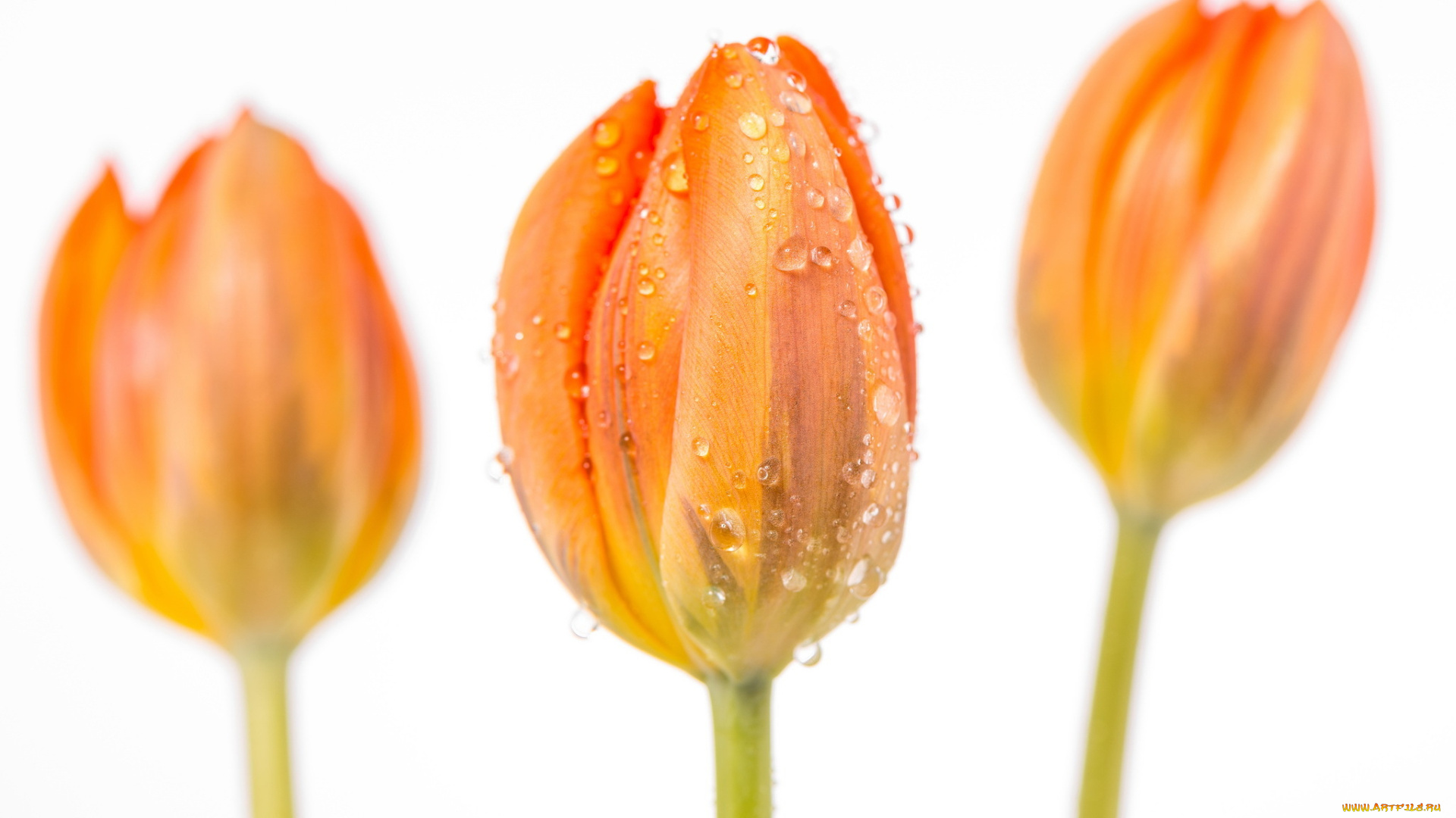 цветы, тюльпаны, лето, природа