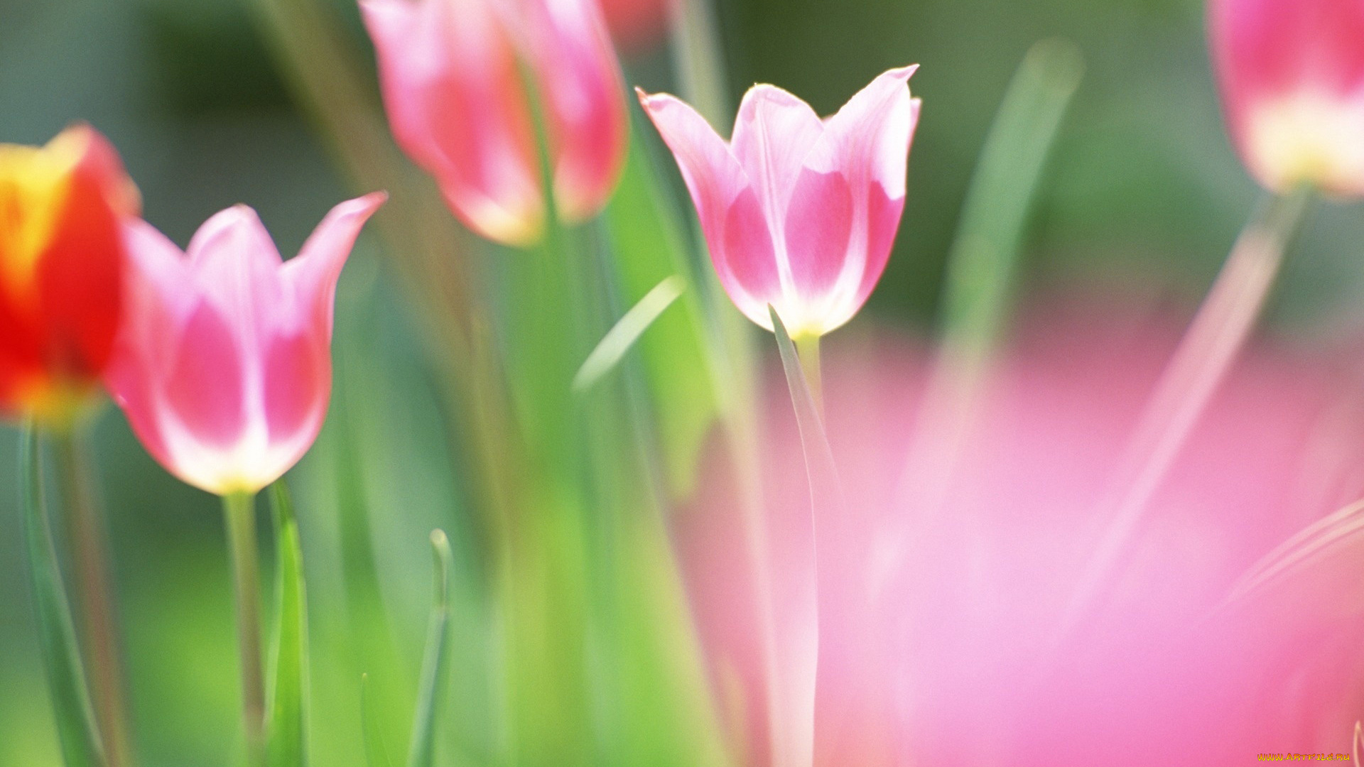 цветы, тюльпаны, поле, розовые, трава